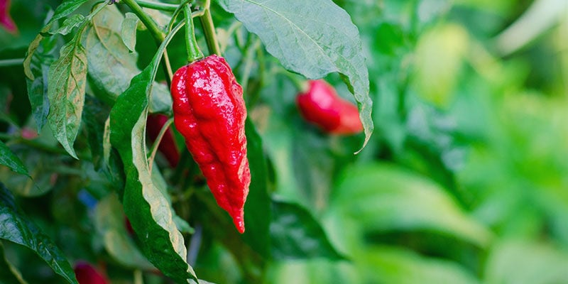 ¿Cuánto Tardan Los Pimientos Fantasma En Crecer?