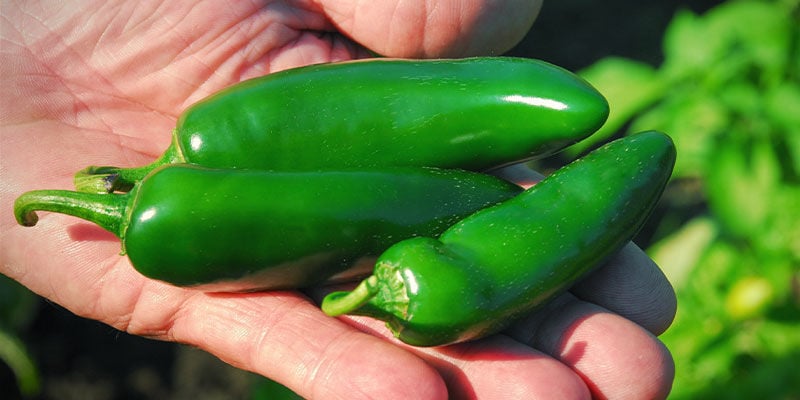 Cómo Y Cuándo Cosechar Los Jalapeños