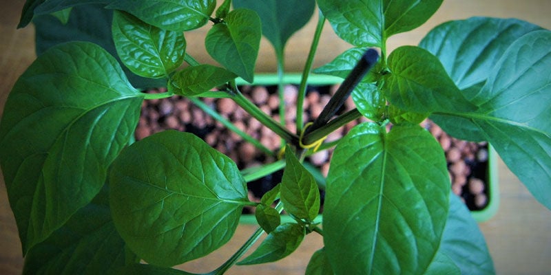 Cómo Cultivar Jalapeños