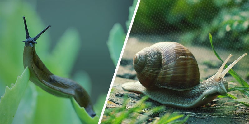 ¿Son Lo Mismo Las Babosas Y Los Caracoles?