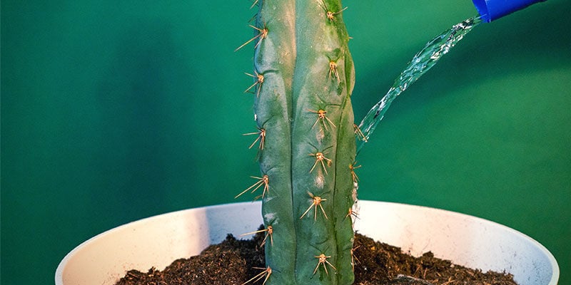 Mantenimiento Del Echinopsis Zamnesiana