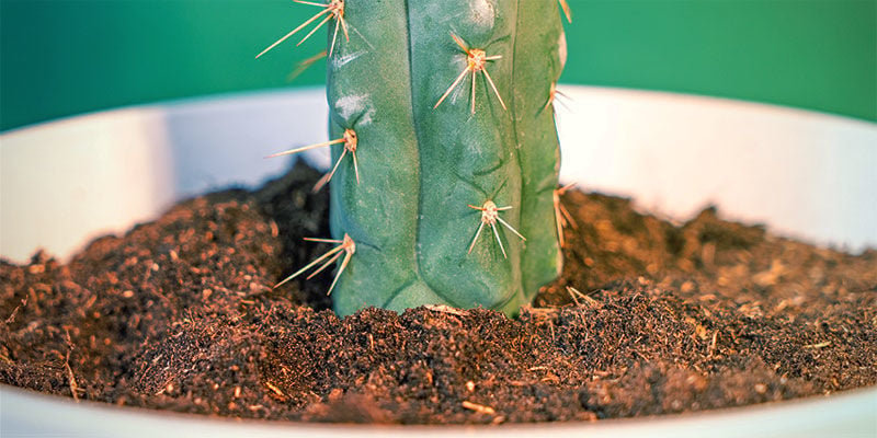 Cómo Cultivar Echinopsis Zamnesiana