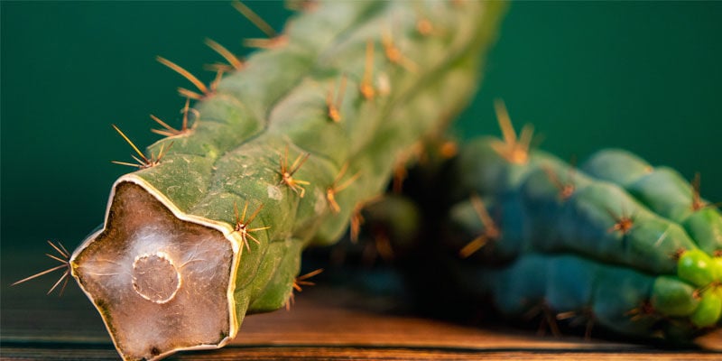 Cómo Reconocer El Echinopsis Zamnesiana