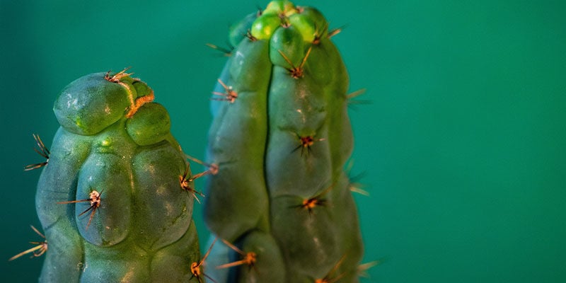 ¿Qué Es El Echinopsis Zamnesiana?