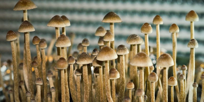 Psilocybe Tampanensis