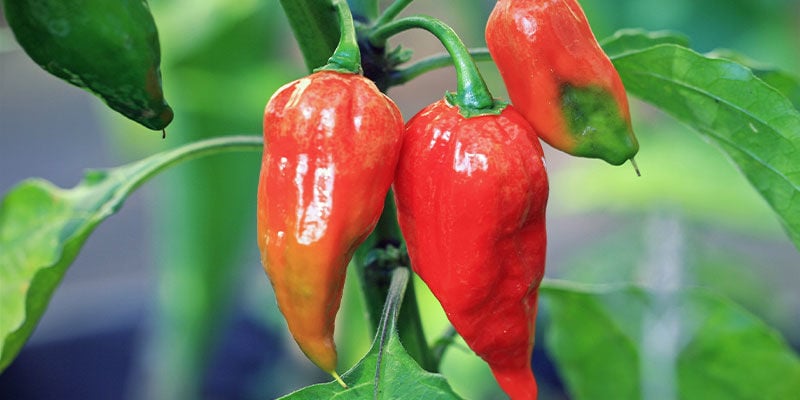 Pimientos Más Picantes: Chile Fantasma (Bhut Jolokia)