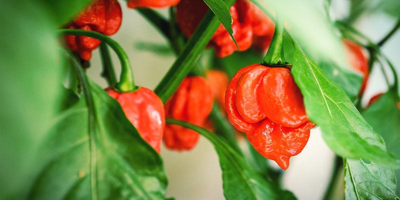 Pimientos Más Picantes: Trinidad Moruga Scorpion