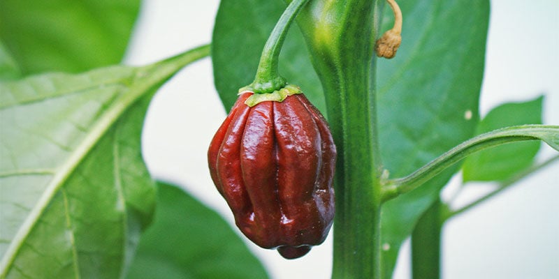 Pimientos Más Picantes: Chocolate Bhutlah