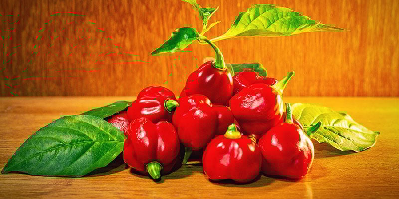 Pimientos Más Picantes: Trinidad Scorpion Butch T