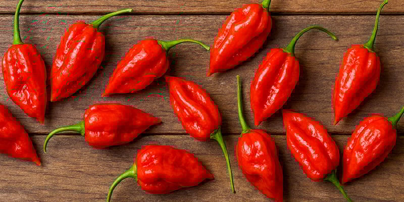 Komodo Dragon: 2,2 M SHU Komodo Dragon: 2,2 M SHU