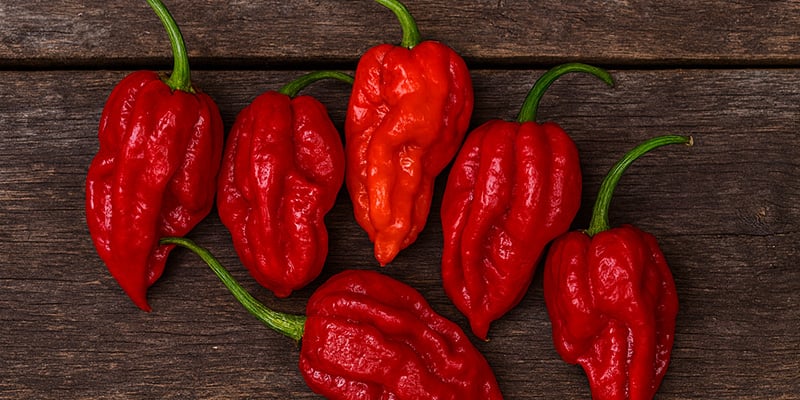 Dorset Naga: 1,59 M SHU Dorset Naga: 1,59 M SHU