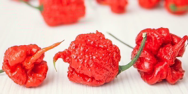 Trinidad Moruga Scorpion: 2 M SHU Trinidad Moruga Scorpion: 2 M SHU