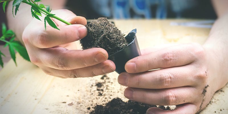 Cómo Añadir Guano De Murciélago Después De Trasplantar