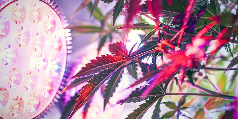 Cómo Instalar Luces Laterales Para Tus Plantas De Marihuana