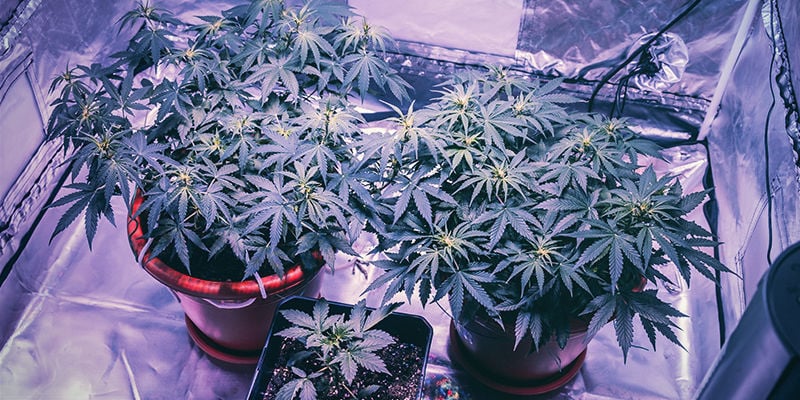 ¿Deberías Poner Luces Laterales En Tu Armario De Cultivo?