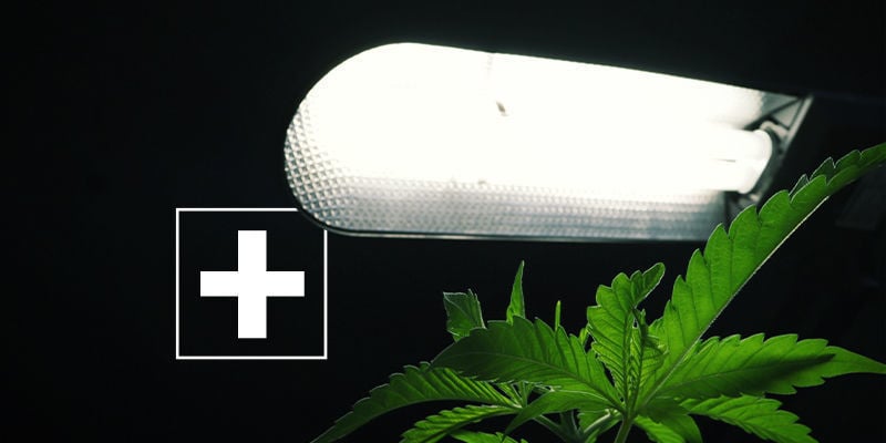 Beneficios De La Iluminación Lateral Para El Cannabis