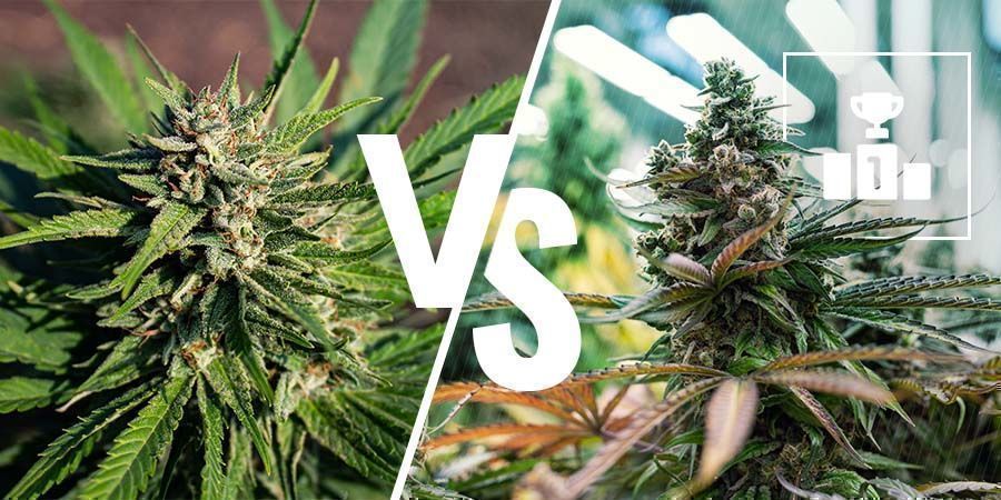 ¿Qué Es Mejor: El Cannabis Medicinal O El Recreativo?