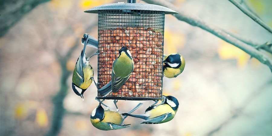 Usos Del Cáñamo: Alimentación Animal