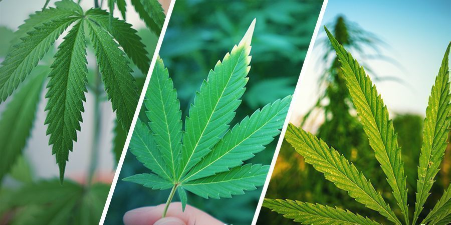 ¿Cuál Es La Diferencia Entre Cáñamo, Cannabis Y Marihuana?