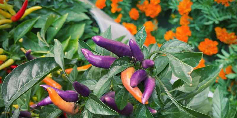 3 Cultivos Asociados Para Las Guindillas: Flores