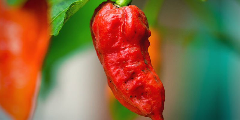 Empieza Con La Variedad De Guindilla Más Picante (SHU)