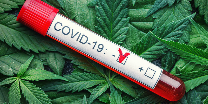 ¿Cómo Podría Afectar La Marihuana A La Infección Por COVID?