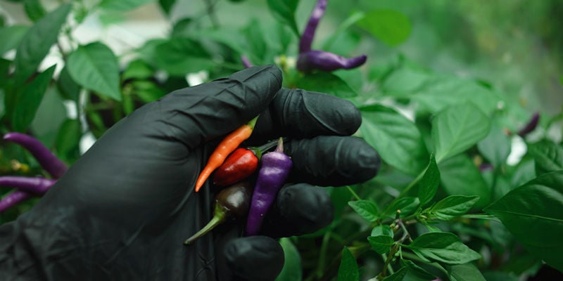 Cuándo recoger los pimientos o chiles