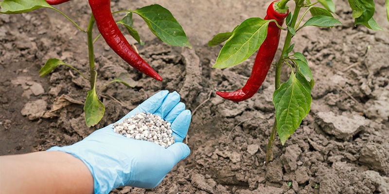 Cómo abonar las plantas de pimientos picantes