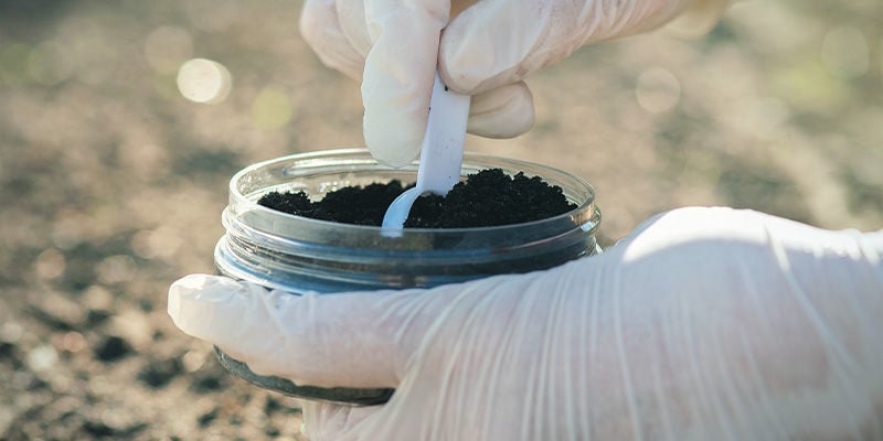 ¿Cuál es el mejor abono para las plantas de pimientos picantes?