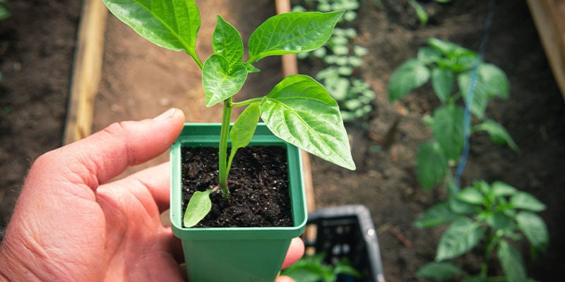 Endurece Tus Plantas De Pimientos Picantes