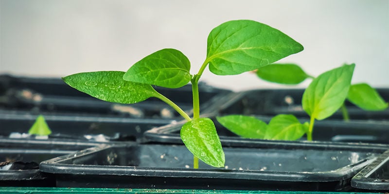 Empieza A Cultivar Tus Plantas De Pimientos En Interior