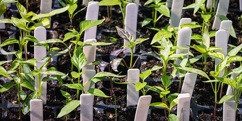 Consejos Para Cultivar Pimientos Picantes Al Aire Libre