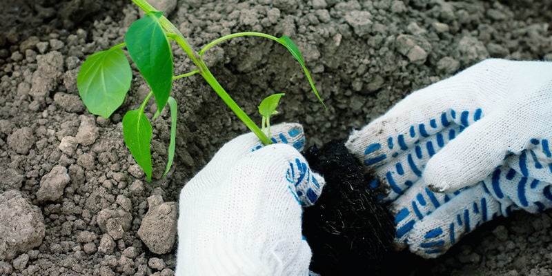 Trasplanta Tus Plantas A Parterres O Recipientes Grandes