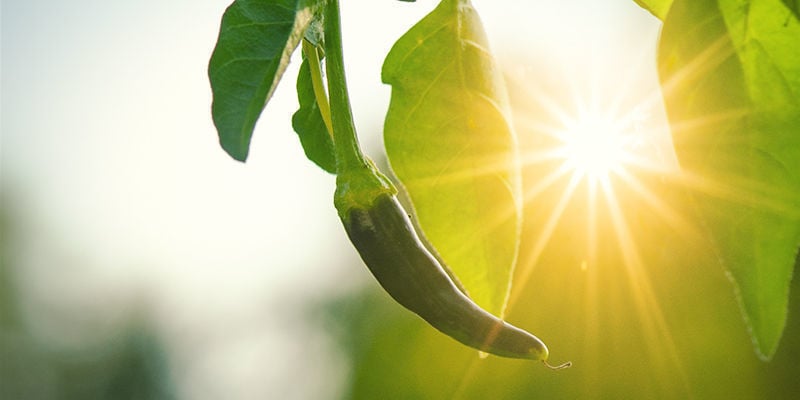 ¿Por Qué Cultivar Pimientos Picantes Al Aire Libre?