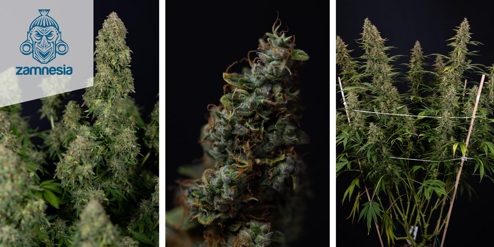 Ghost Train Haze (Zamnesia Seeds) feminizada