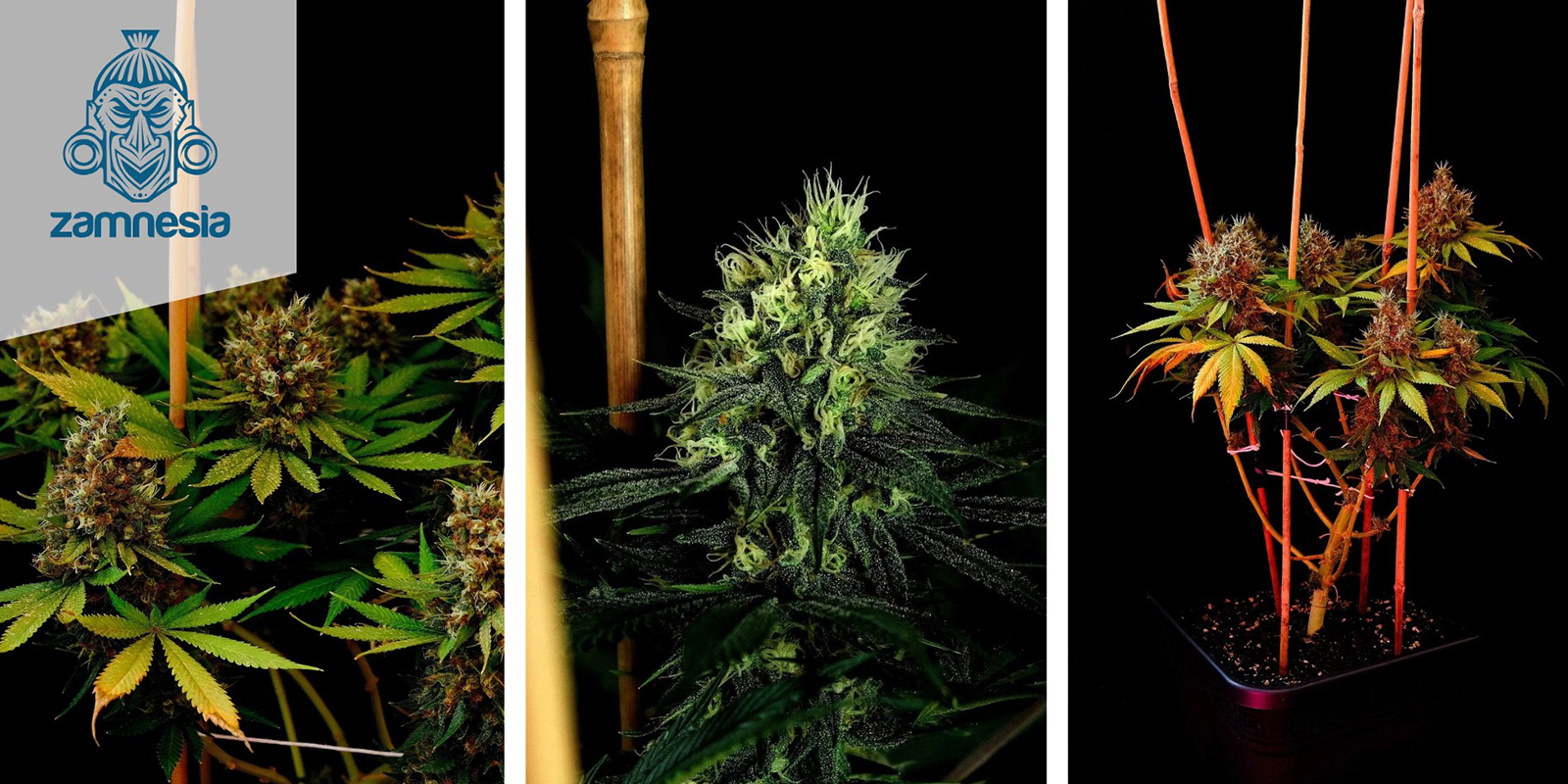 Kalini Asia (Zamnesia Seeds) Feminizada