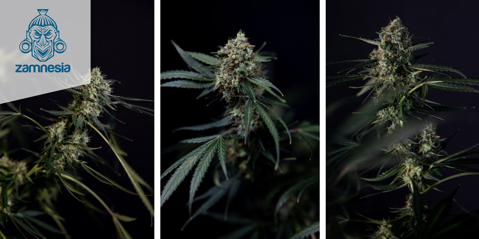 Lemon Cherry Gelato Auto (Zamnesia Seeds) feminizada