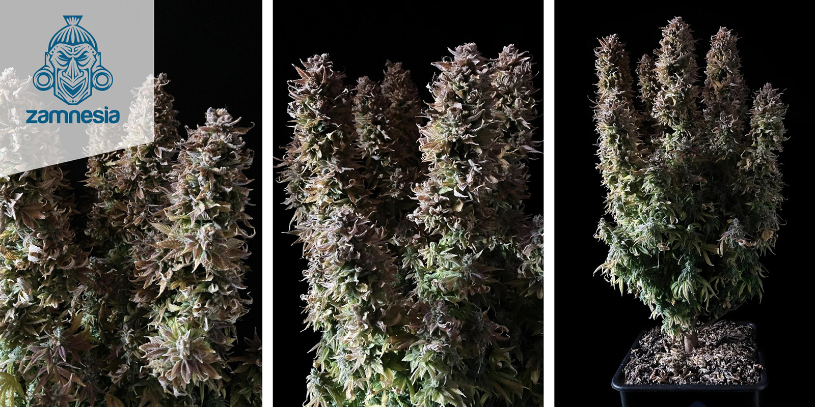 Panama Red (Zamnesia Seeds) feminizada