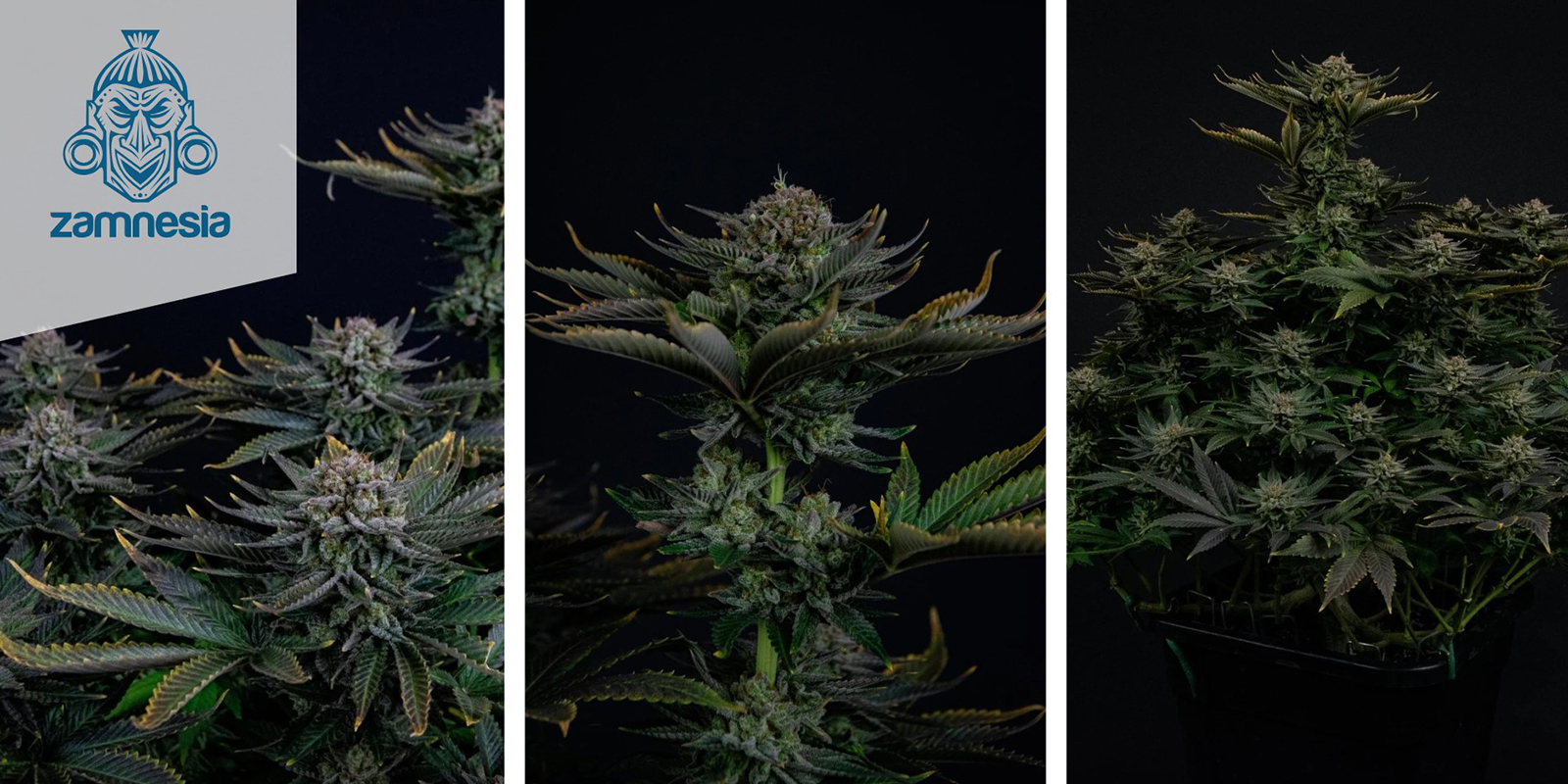 Runtz (Zamnesia Seeds) feminizada