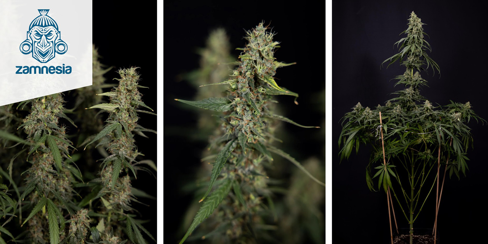 Tropicana Cookies (Zamnesia Seeds) feminizada