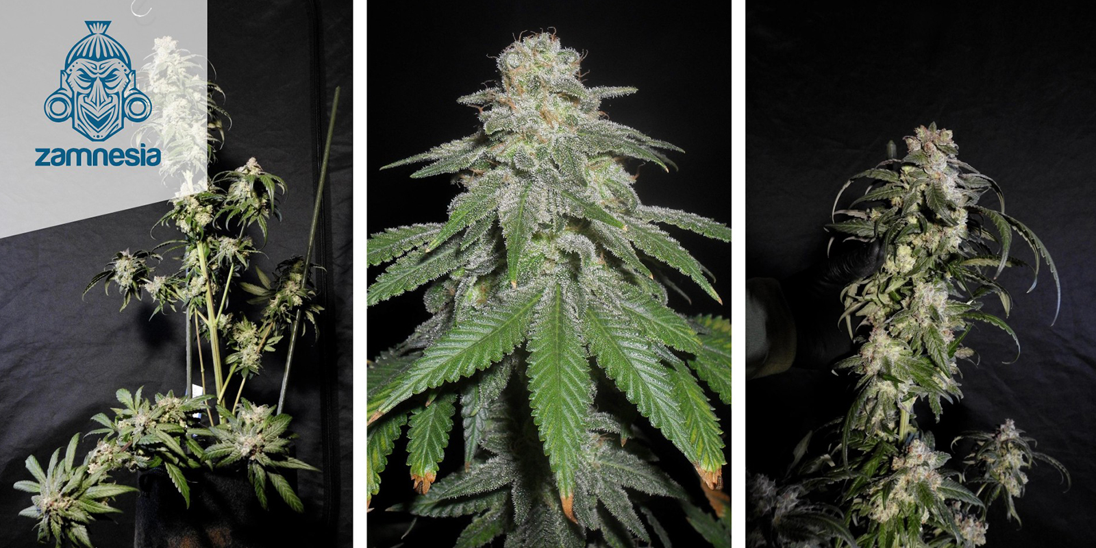 White Widow (Zamnesia Seeds) feminizada