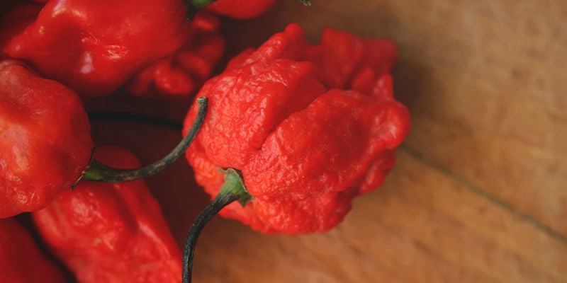 ¿Listo/a Para Cultivar Pimientos Carolina Reaper?