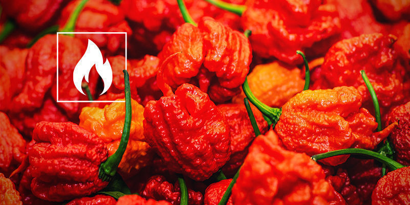 ¿Cuánto Pica El Carolina Reaper?