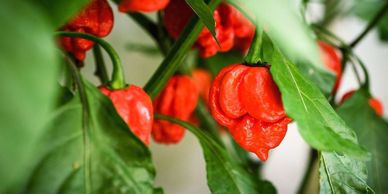 Cómo Cultivar Pimientos Picantes Carolina Reaper