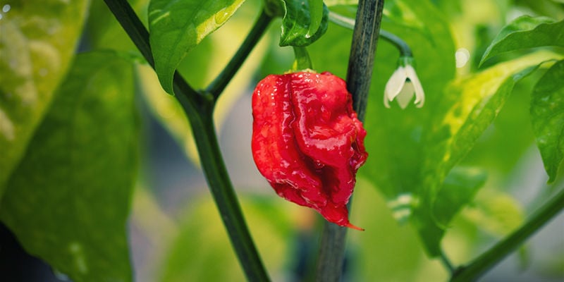 ¿Qué Es El Carolina Reaper?