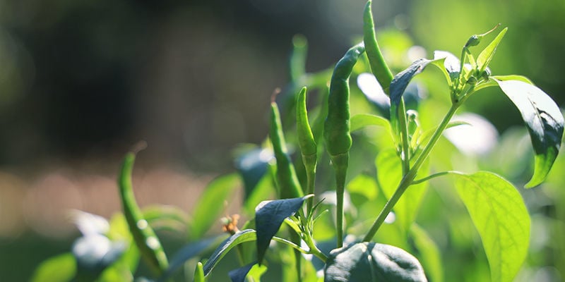 Cómo Cultivar Pimientos Cayena