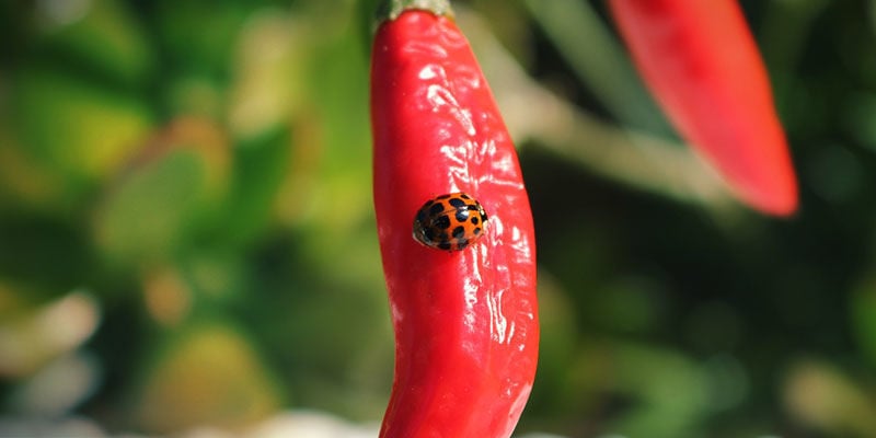 Mariquitas