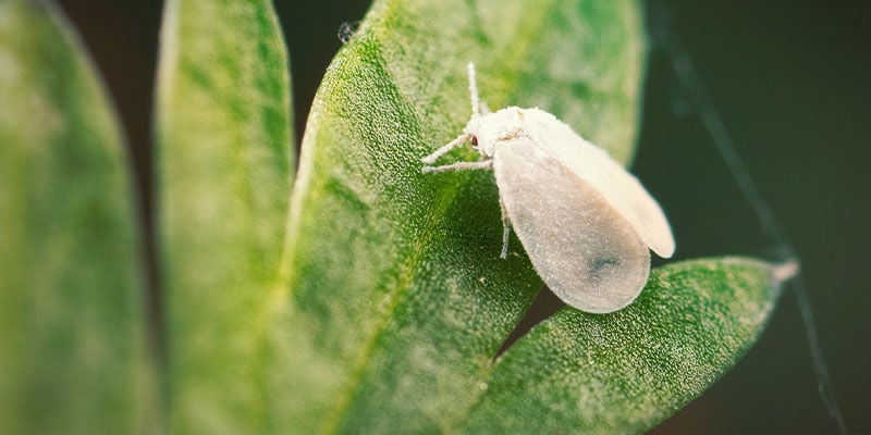 Mosca Blanca