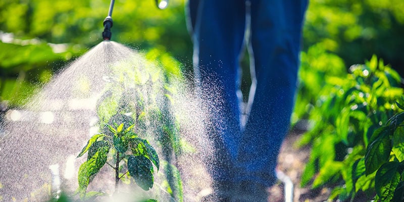 ¿Son Mejores Los Pesticidas Naturales Que Los Sintéticos?