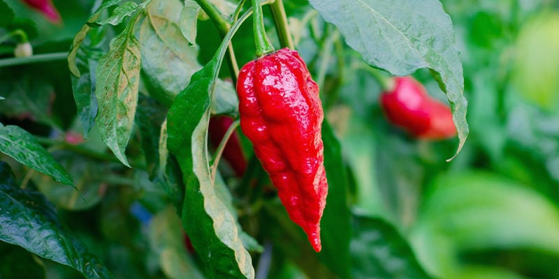 Toma El Control De Tus Plantas De Pimientos Picantes